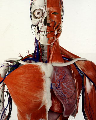 Ľudské telo : [ilustrovaný sprievodca štruktúrou, funkciami a poruchami] /