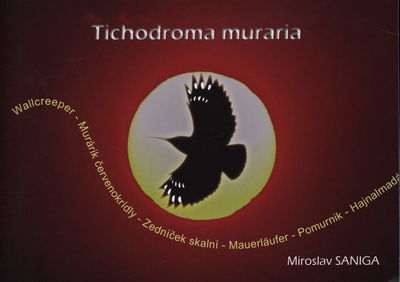 Tichodroma muraria : Wallcreeper ; Murárik červenokrídly ; Zedníček skalní ; Mauerläufer ; Pomurnik ; Hajnalmadár /